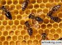 Кто хочет заняться пчеловодством, опираясь на...
