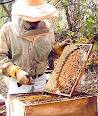 Пчеловод - это хорошая профессия? Пчеловодство...