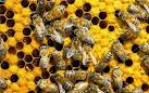 С каких пор упоминается о пчеловодстве на Руси? 