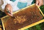 Что Вы знаете о продуктах пчеловодства? 