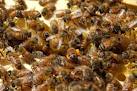 Почему пчелы производят мед, а люди г - но? 