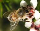 Почему пчелы не сдают мед государству? 