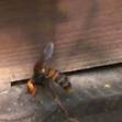 Когда пчёлы решают всерьёз боротся с мёдом? 