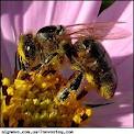 Как уговорить пчел... делать правильный мёд... а...