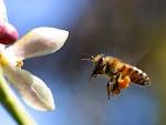 Если правильные пчёлы делают правильный мёд, а...