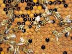 А если бы пчеловод не забирал мед у пчел, то...