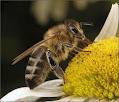 Неправильные пчелы делают неправильный мед... а...