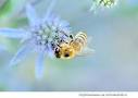 Когда у пчелы отнимают возможность творить мед,...