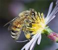 Почему пчелы не собирают мед сразу в банки? 