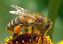 Почему пчелы производят столько меду что его...