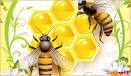 Все пчёлы прилетали ко мне с мёдом, а одна -...