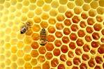 А красть у курей яйца или у пчел мед - это грабеж...