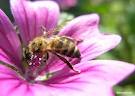 Известно, что медоносная пчела принадлежит к...