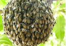 Каково значение медоносных пчёл в природе и...