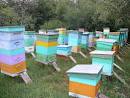 Чем отличается пчелиный мёд от цветочного? 