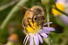 Какой пчелиный мед вы больше всего любите? 