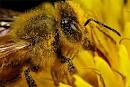 Каково значение пчёл в жизни человека и в...