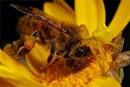 А кто знает сколько длится жизнь одной пчелы? 