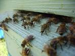 Пчелиная жизнь - относительное или притяжательное...