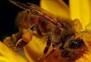Люди помогите найти закон о содержание пчёл!  